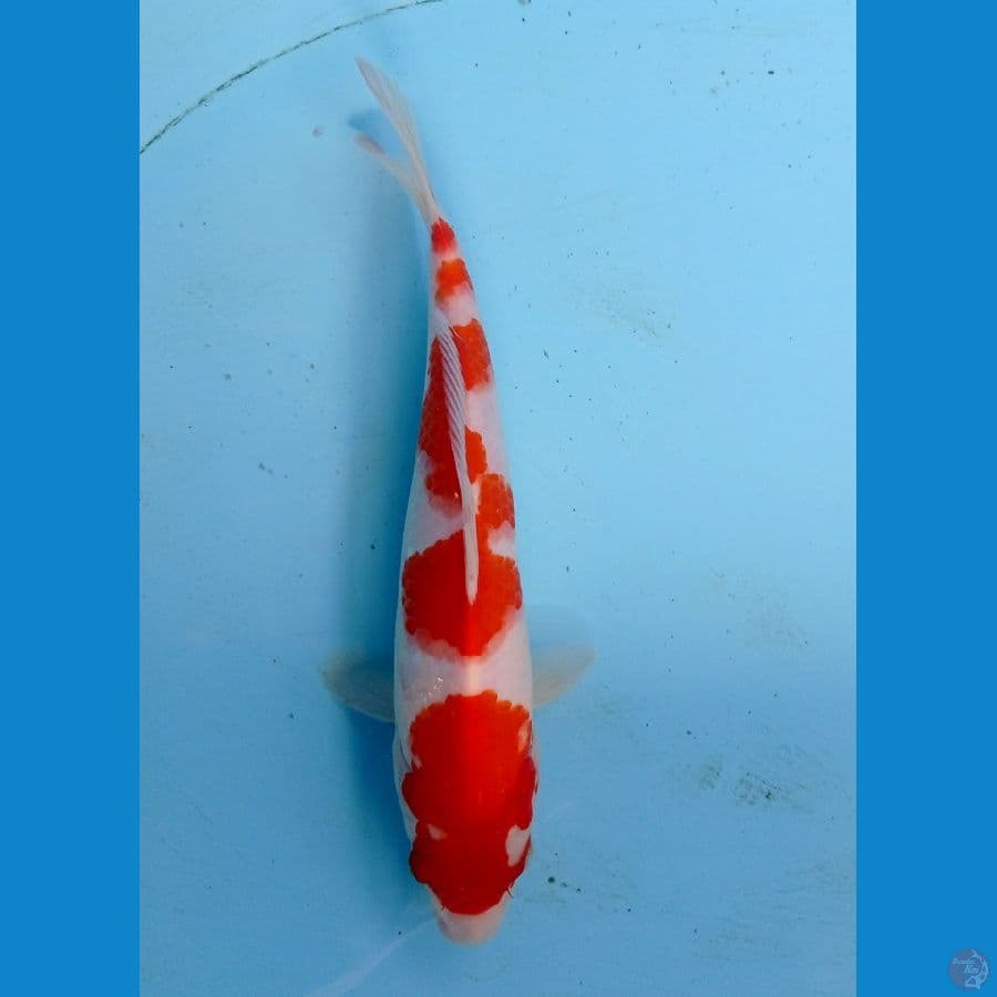 kohaku 23cm