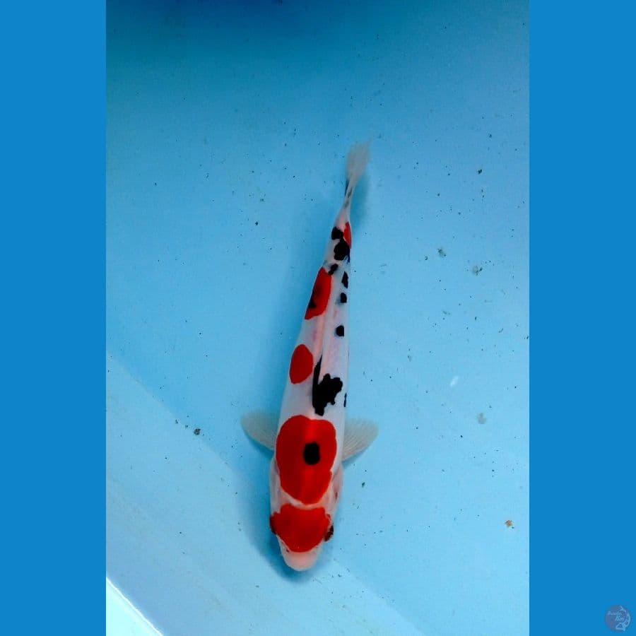 maruten sanke doitsu 21 cm
