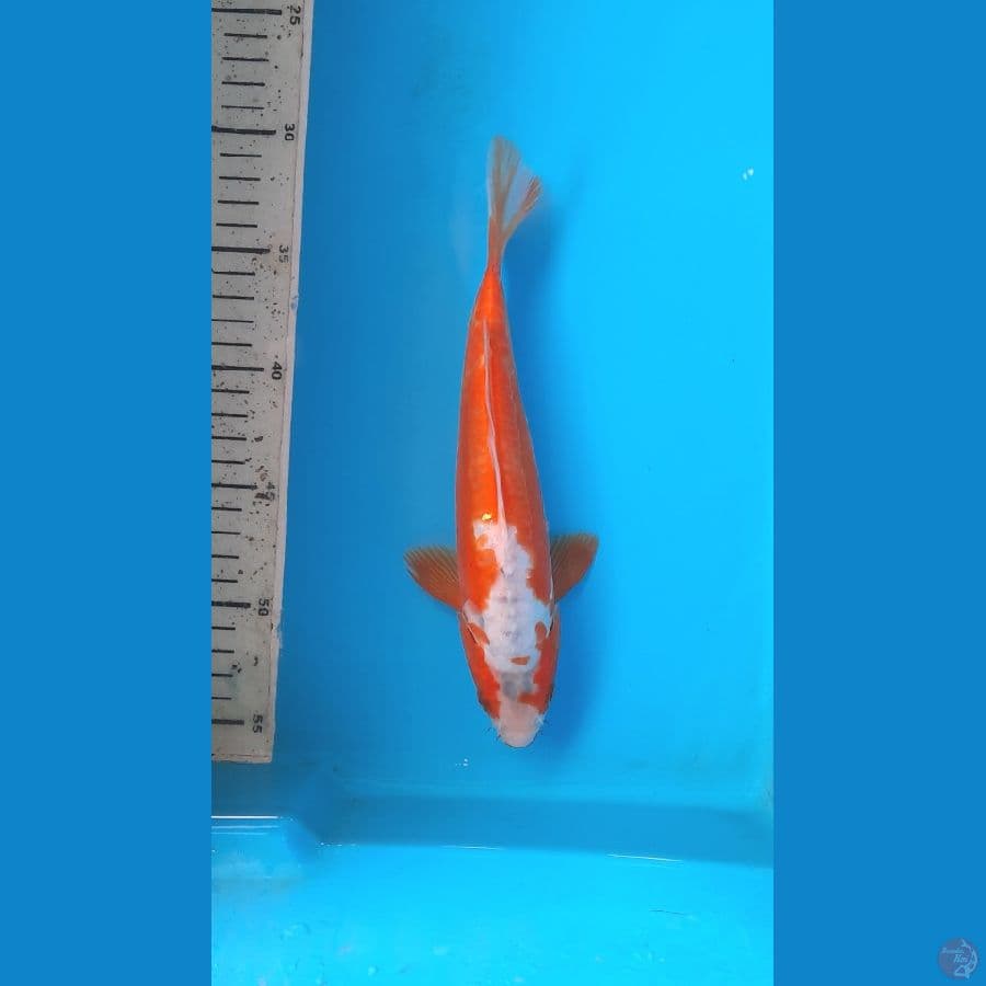 khosui 25cm