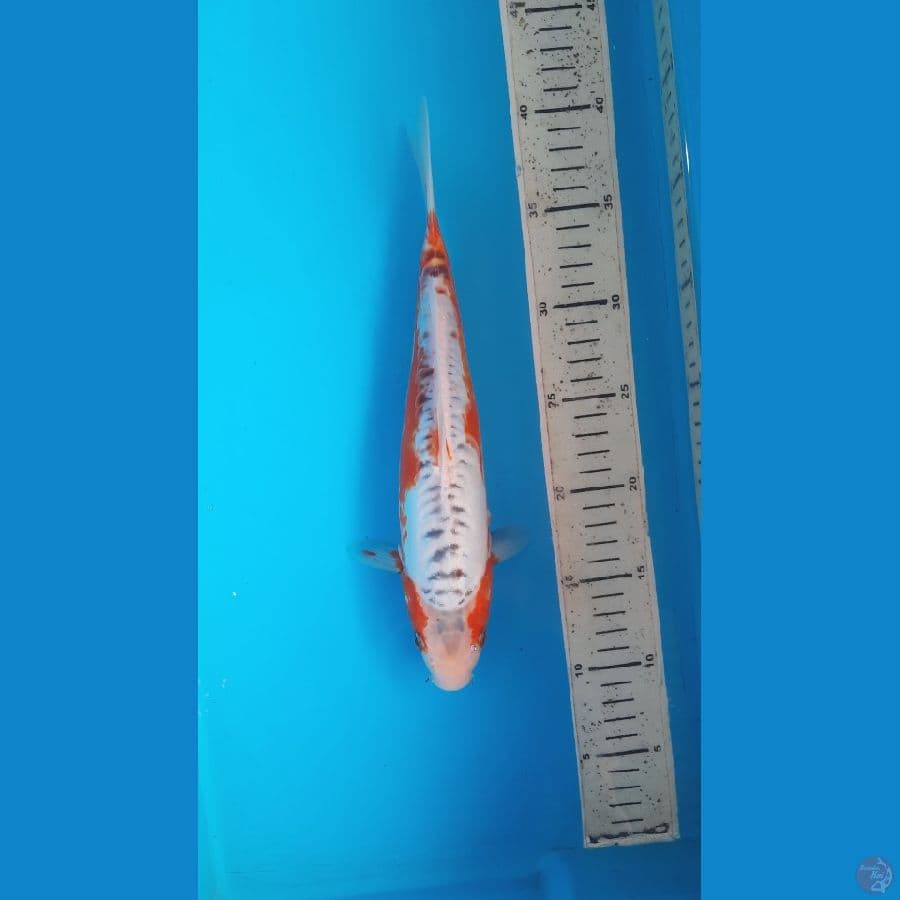 shusui 29cm
