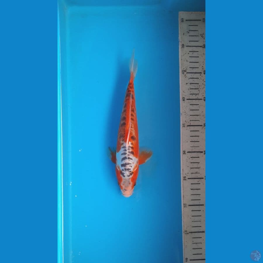 shusui 26cm