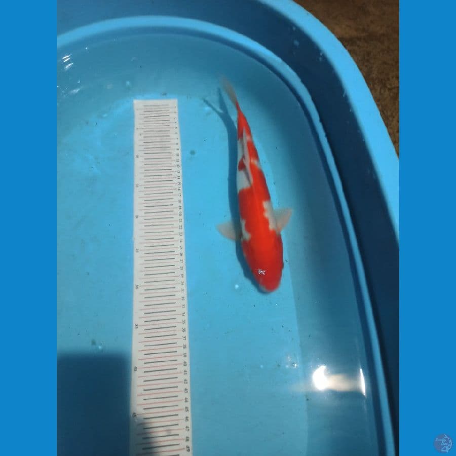 kohaku 33cm
