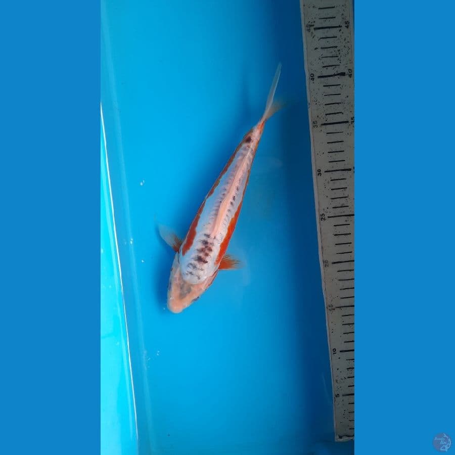 shusui 27cm