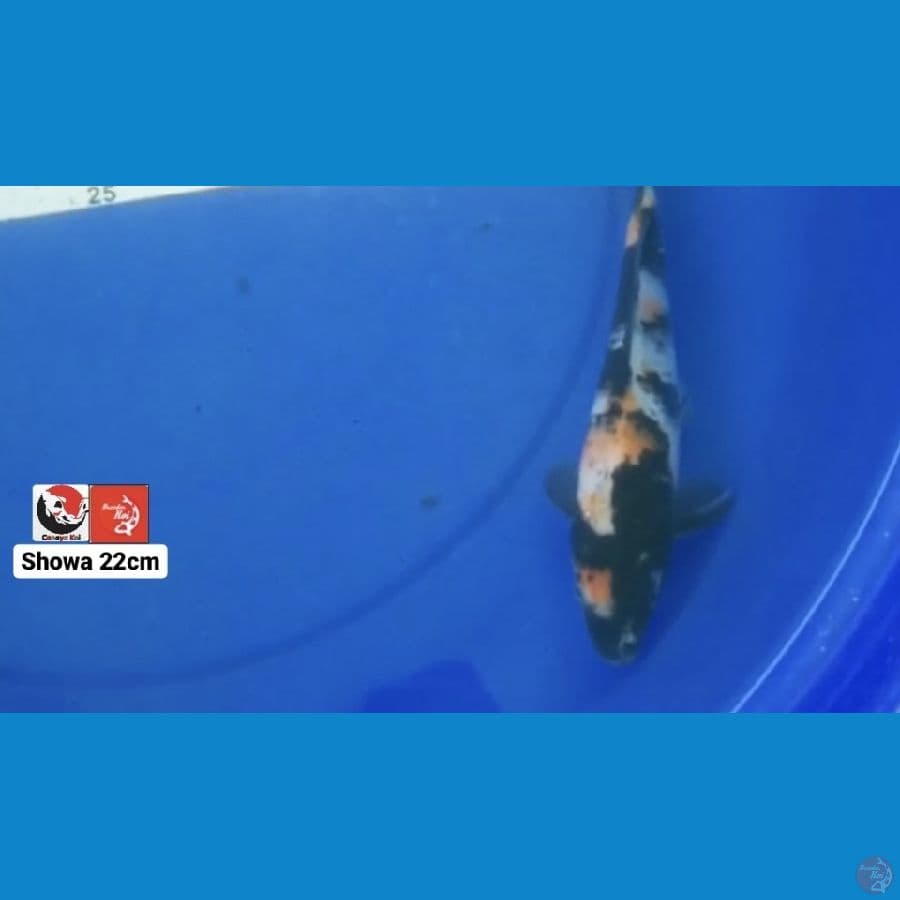 SHOWA 22CM --- CANAYA KOI FARM