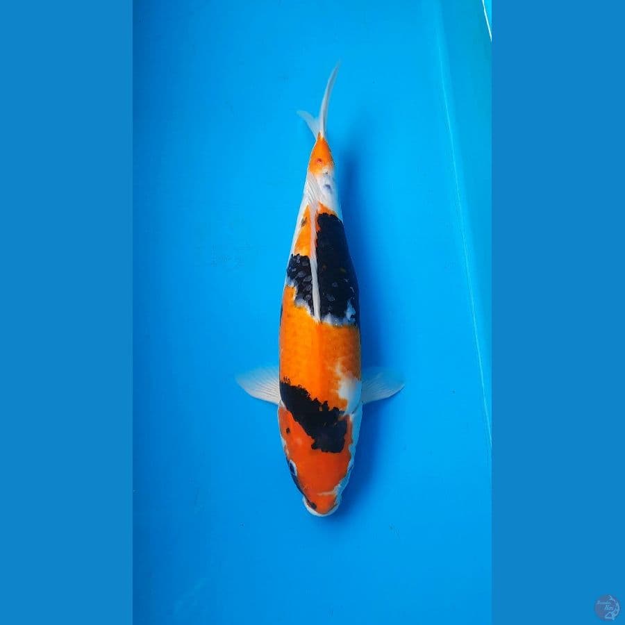 Showa female 42cm