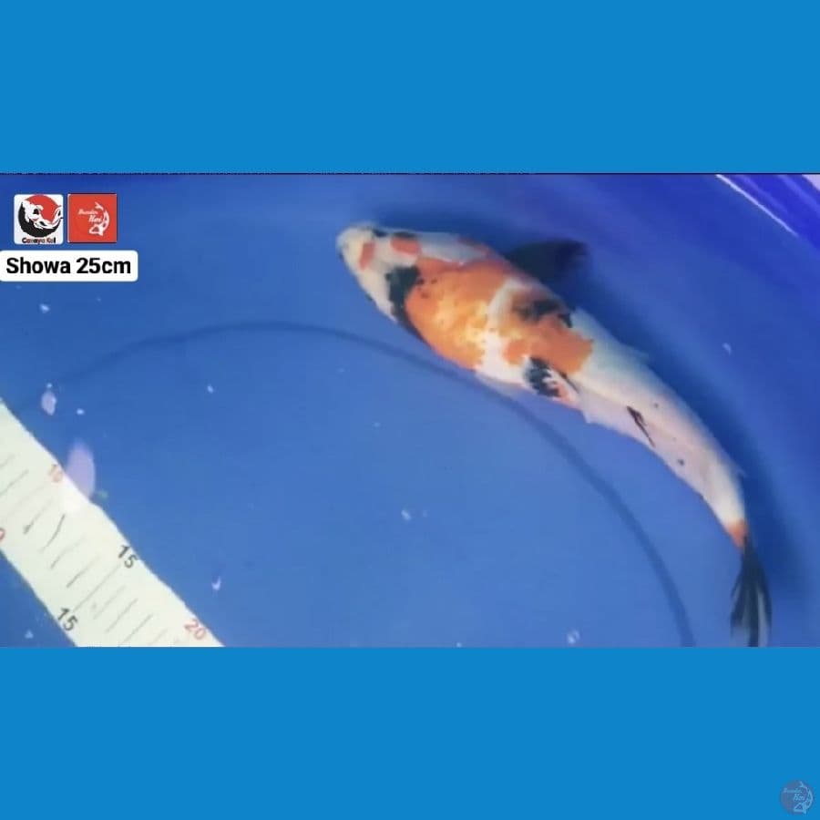 SHOWA 25CM --- CANAYA KOI FARM