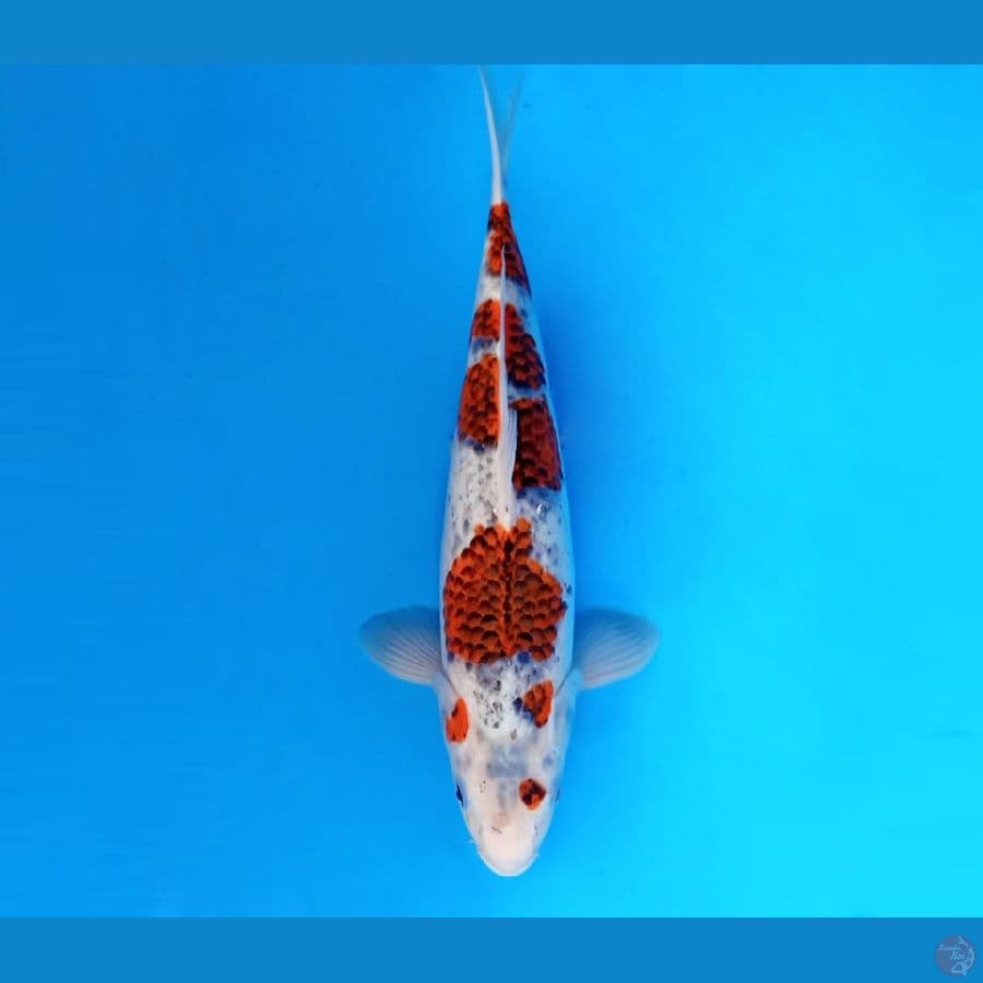 4.AI GOROMO 36 cm - female