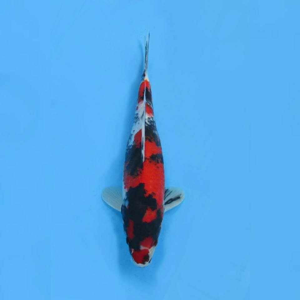 Super Red - Showa Sanshoku