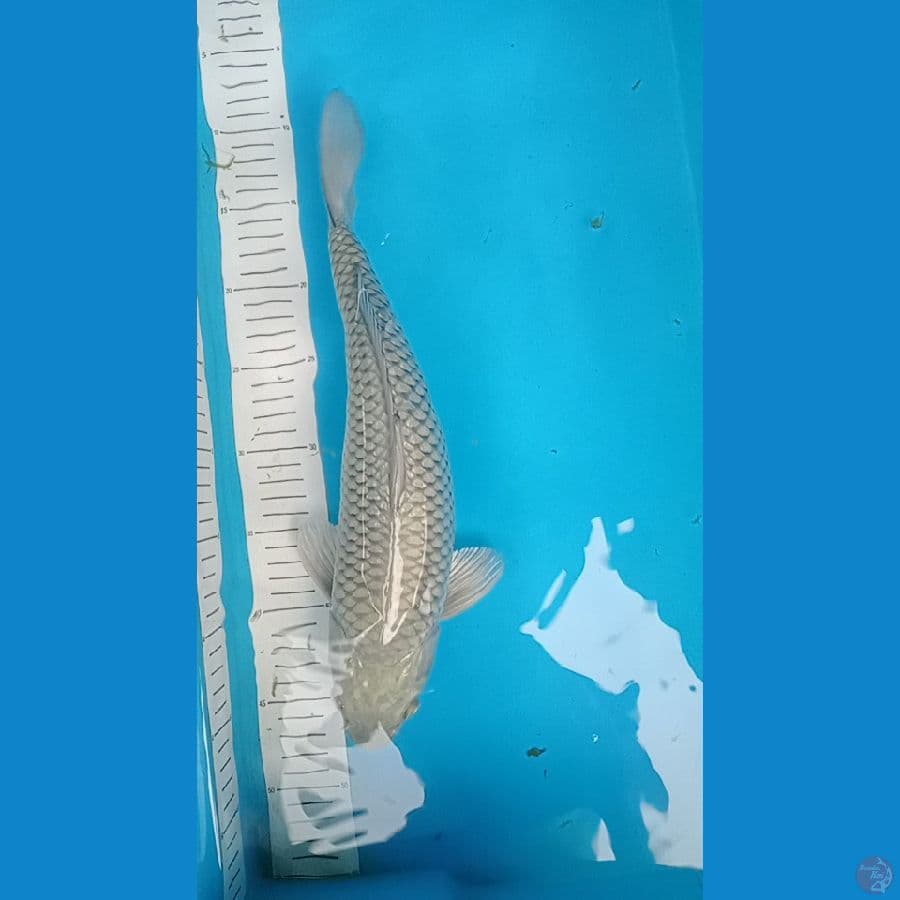 saragoi 36 cm
