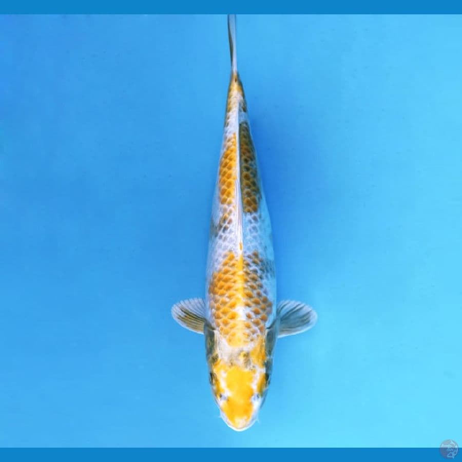 7.KIN SHOWA 33 cm - female