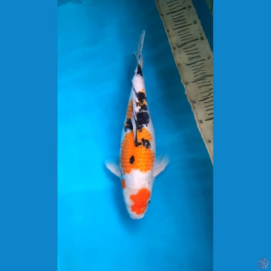 Maruten sanke 40cm female