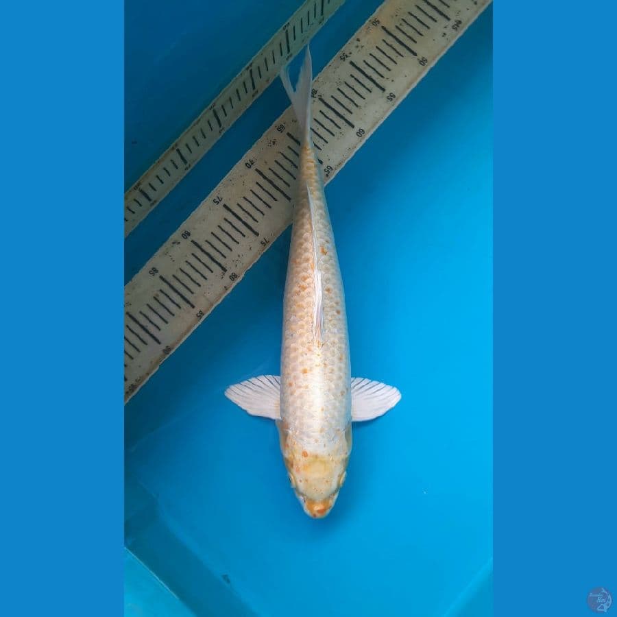 Hikarimuji 44cm Male