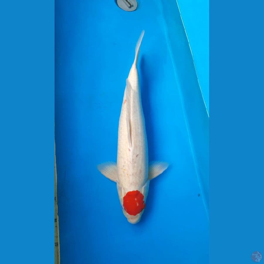 Tancho goshiki 51cm male
