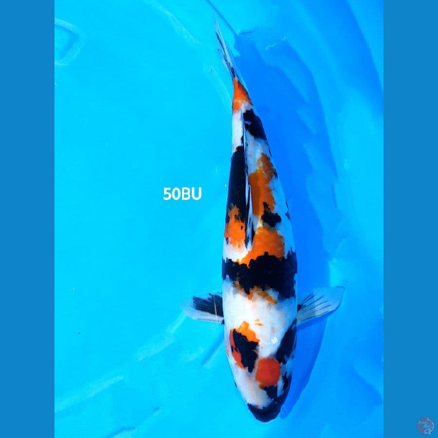 Showa - 50BU