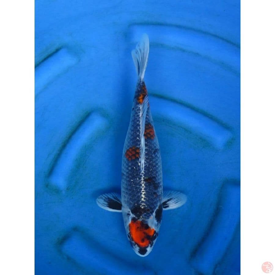 34cm , Kage Showa