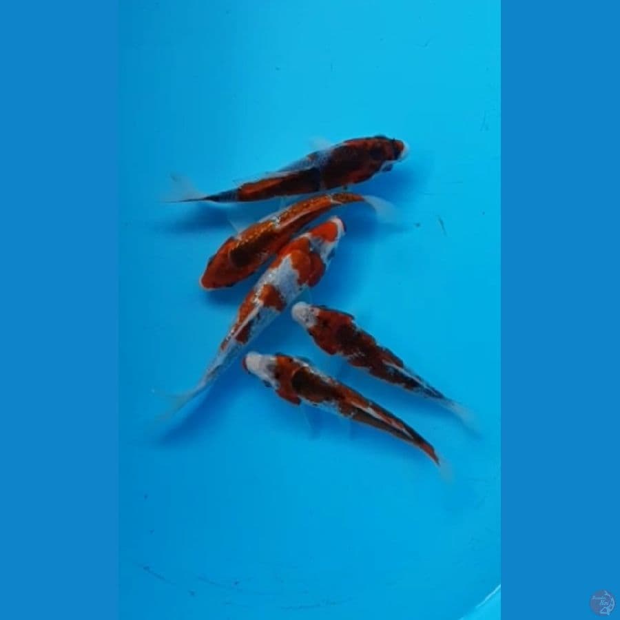 ghoshiki,ghoshiki ginrin 15-19cm