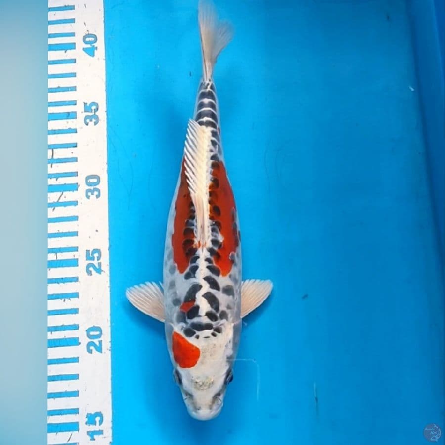 SHOT BODY KOJAKU DOIDSU 26CM
