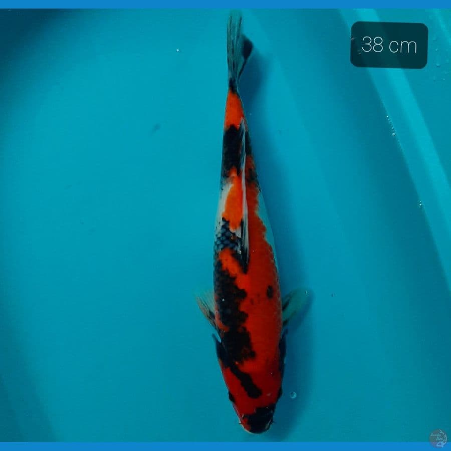 showa 38 cm