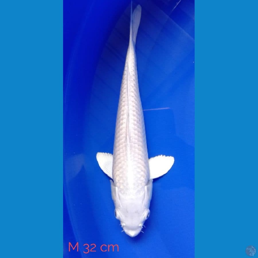 platinum 32 cm