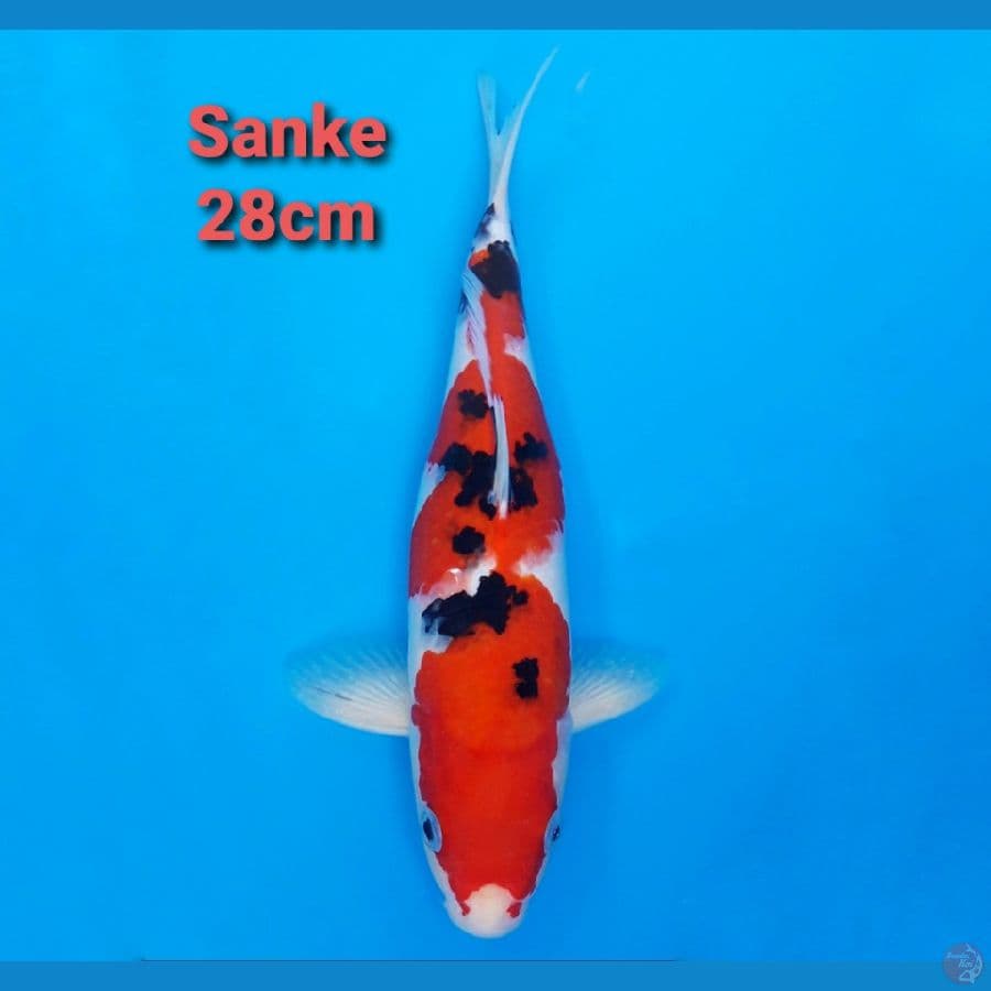 SANKE 28CM STRONG