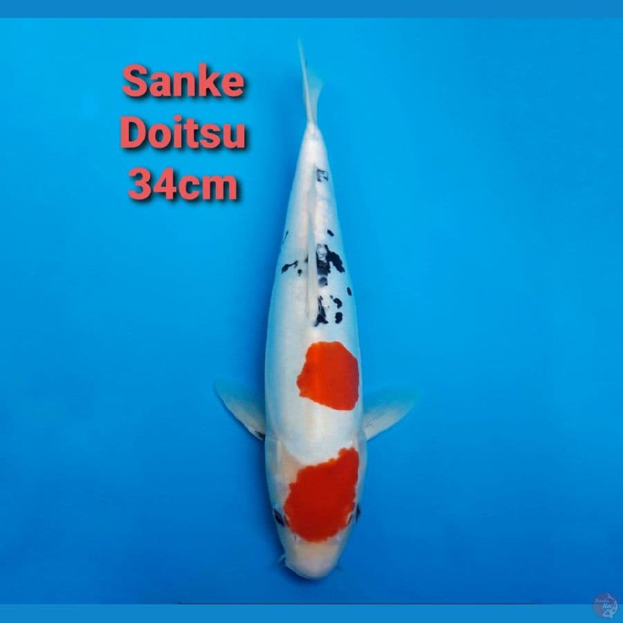 SANKE DOITSU 34CM