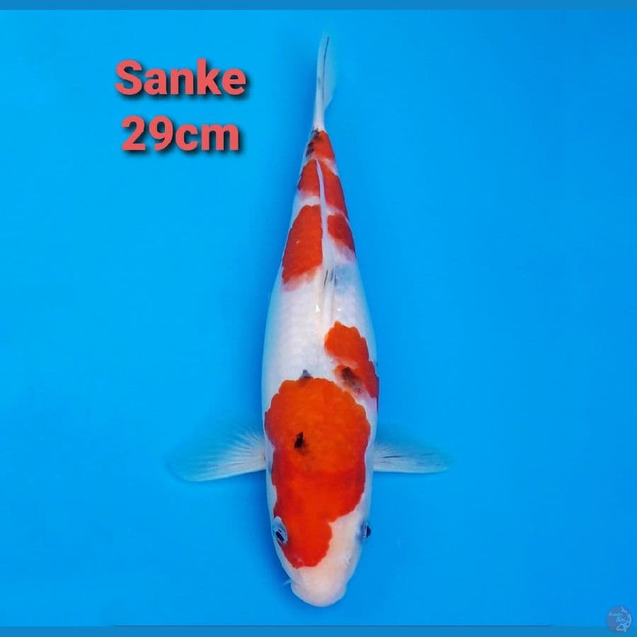 SANKE 29CM STRONG