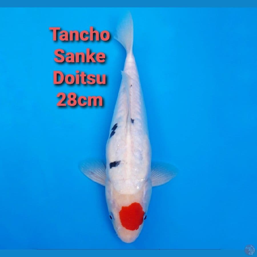 TANCHO SANKE DOITSU 28CM