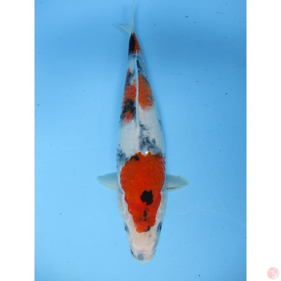 MKC KOI GRUB