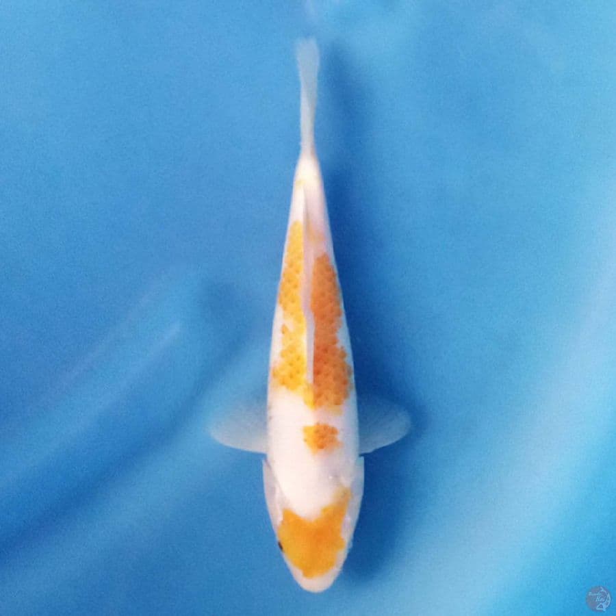 Koyo Karasahi F1 21 cm