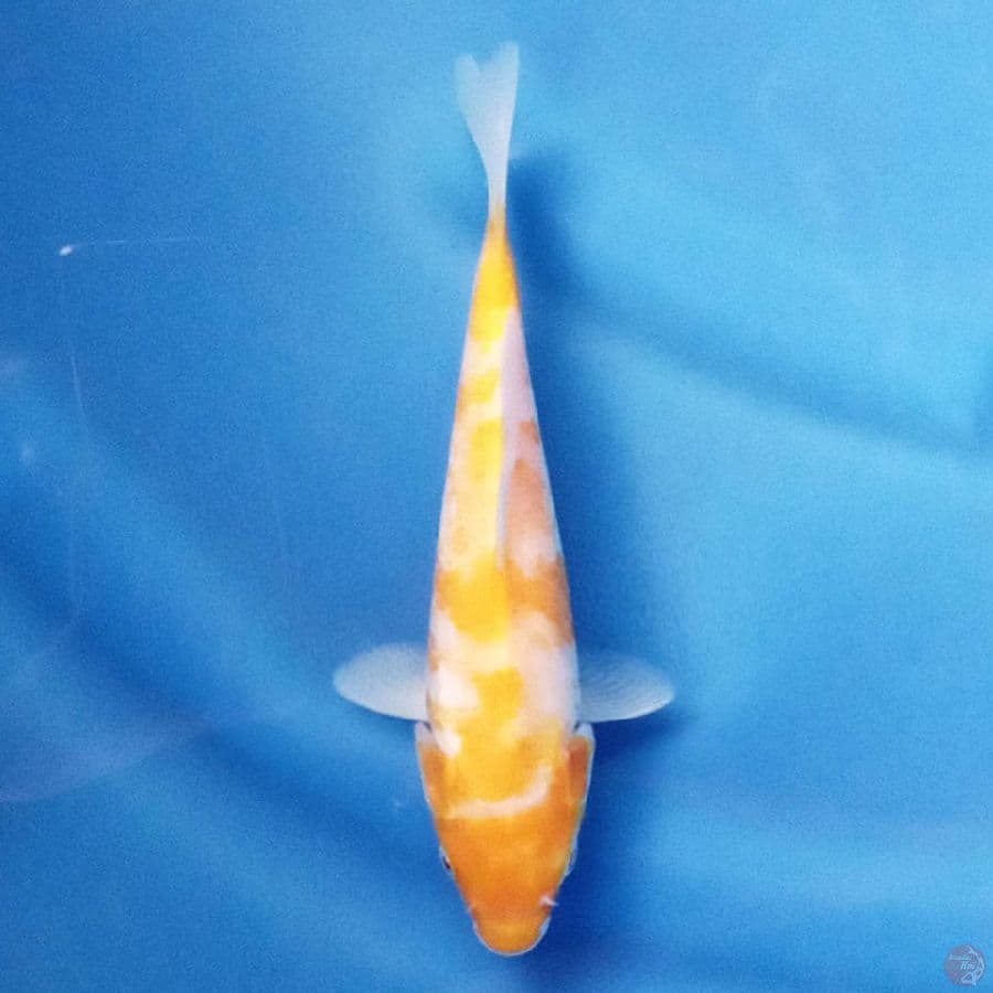 Koyo Karashi F1 20 cm