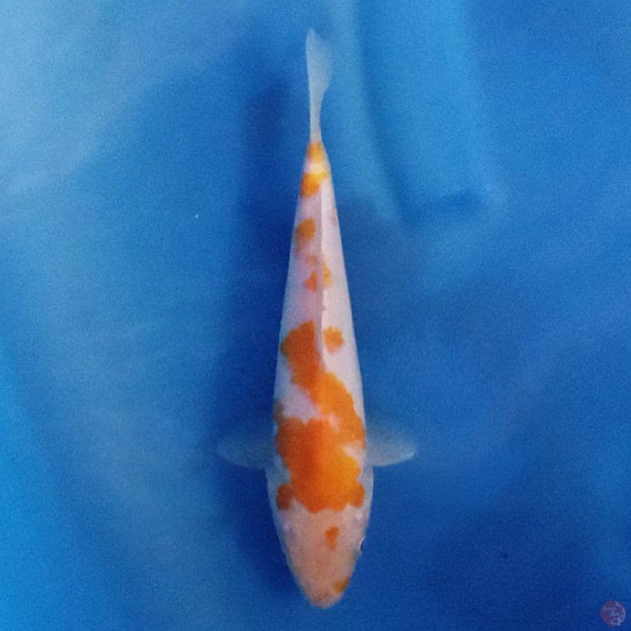 Koyo Karashi F1 19 cm