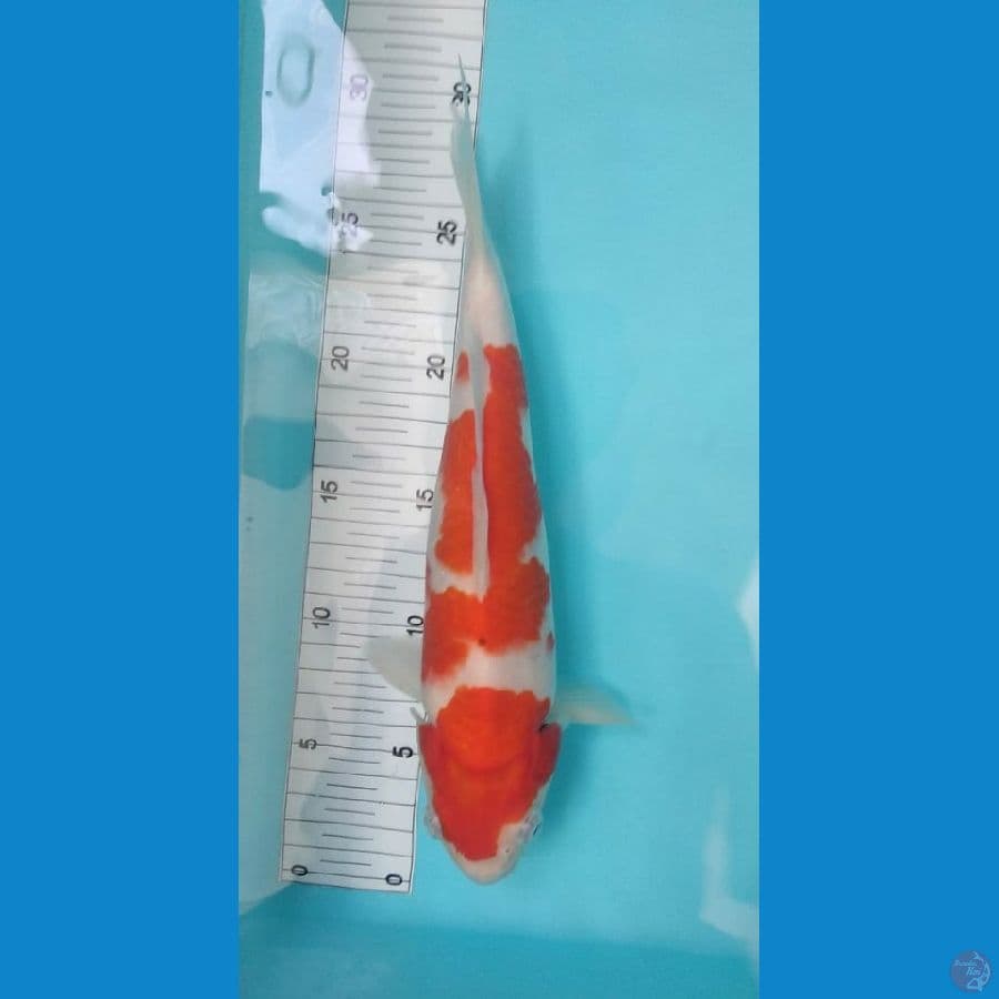 Kohaku 30 cm