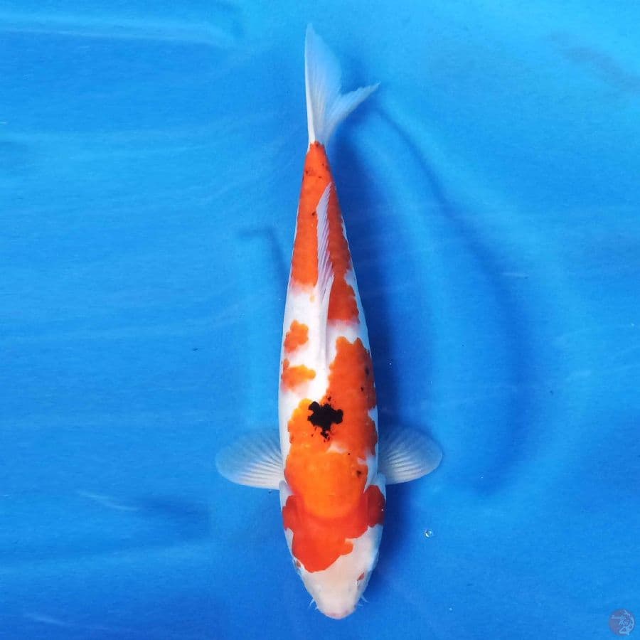 Sanke 41 cm