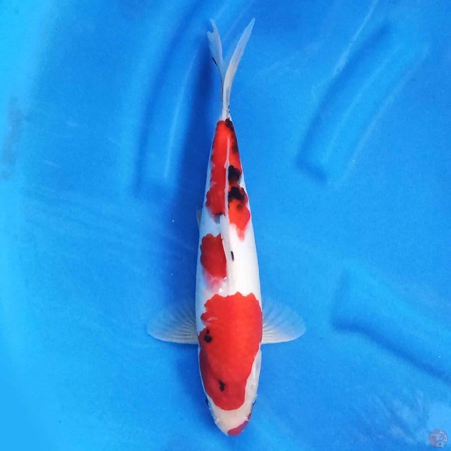 Sanke 35 cm