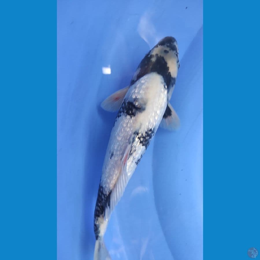 SHIRO GINNRIN 32cm