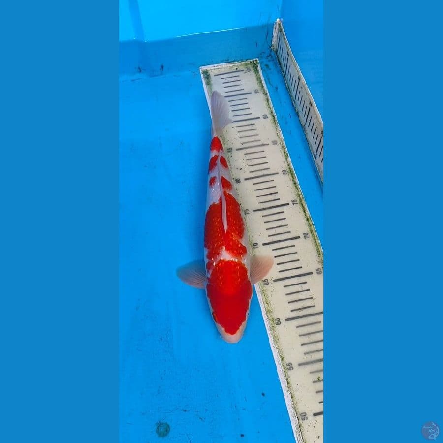 kohaku ginrin SQ..... 35cm.... jantan