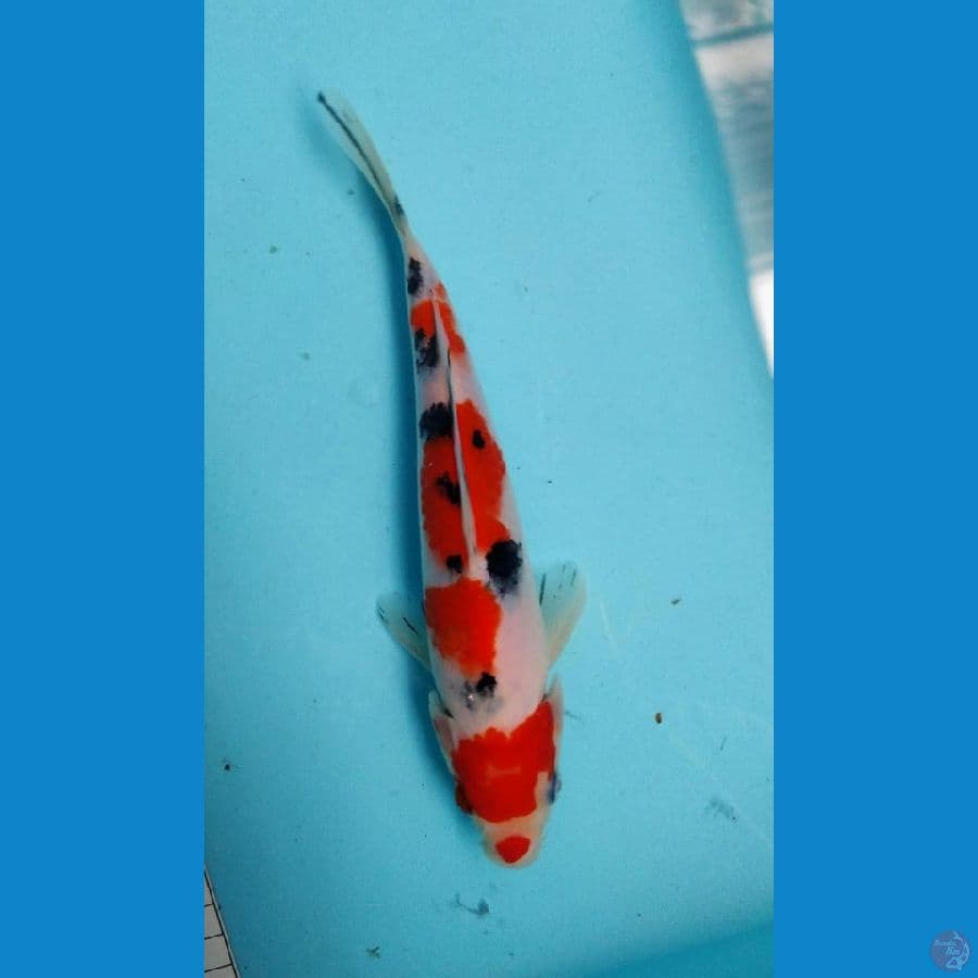 Sanke 22 cm