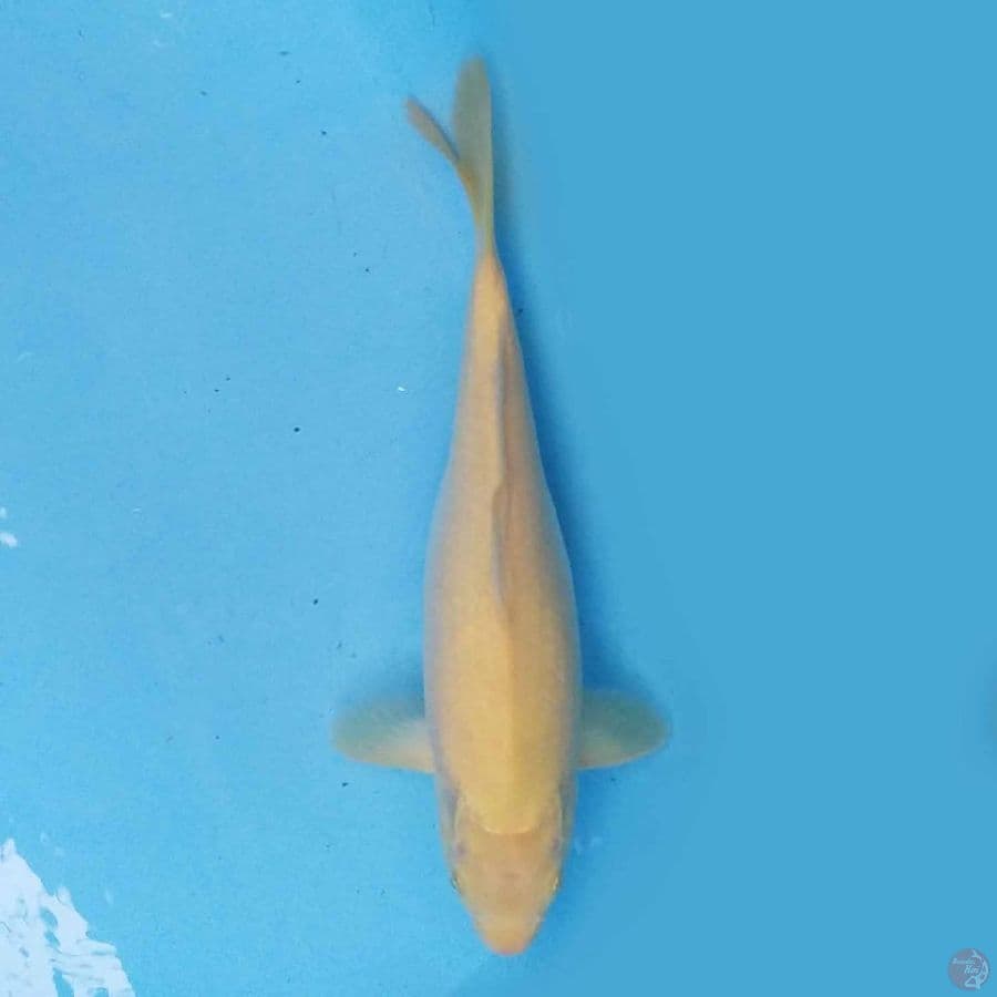 Karashi 35 cm
