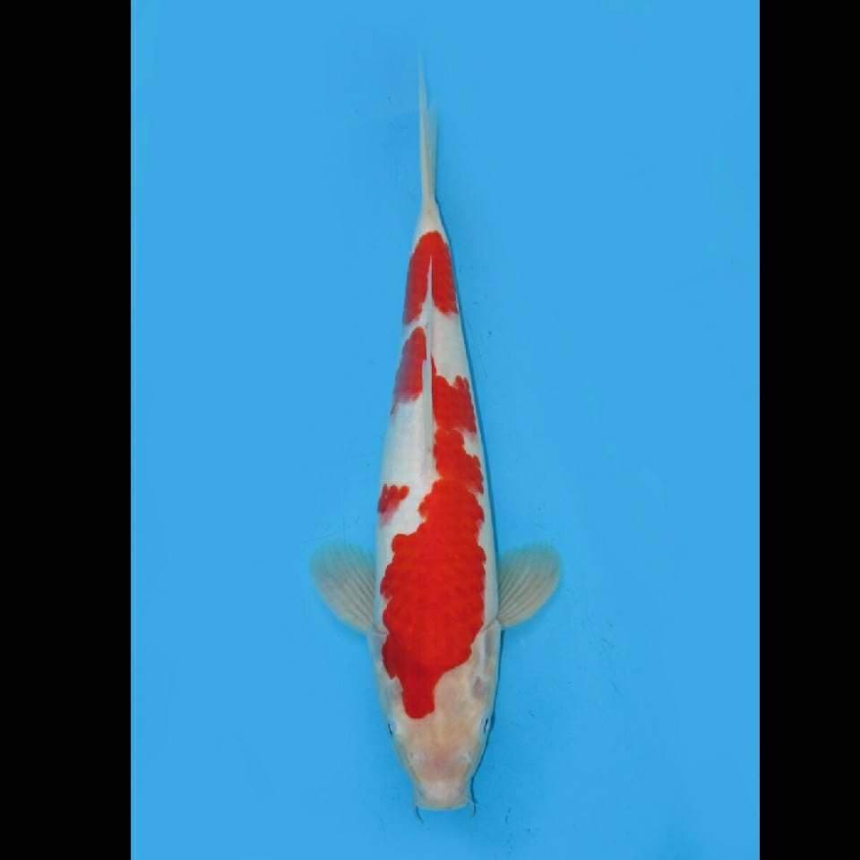 Red Kohaku