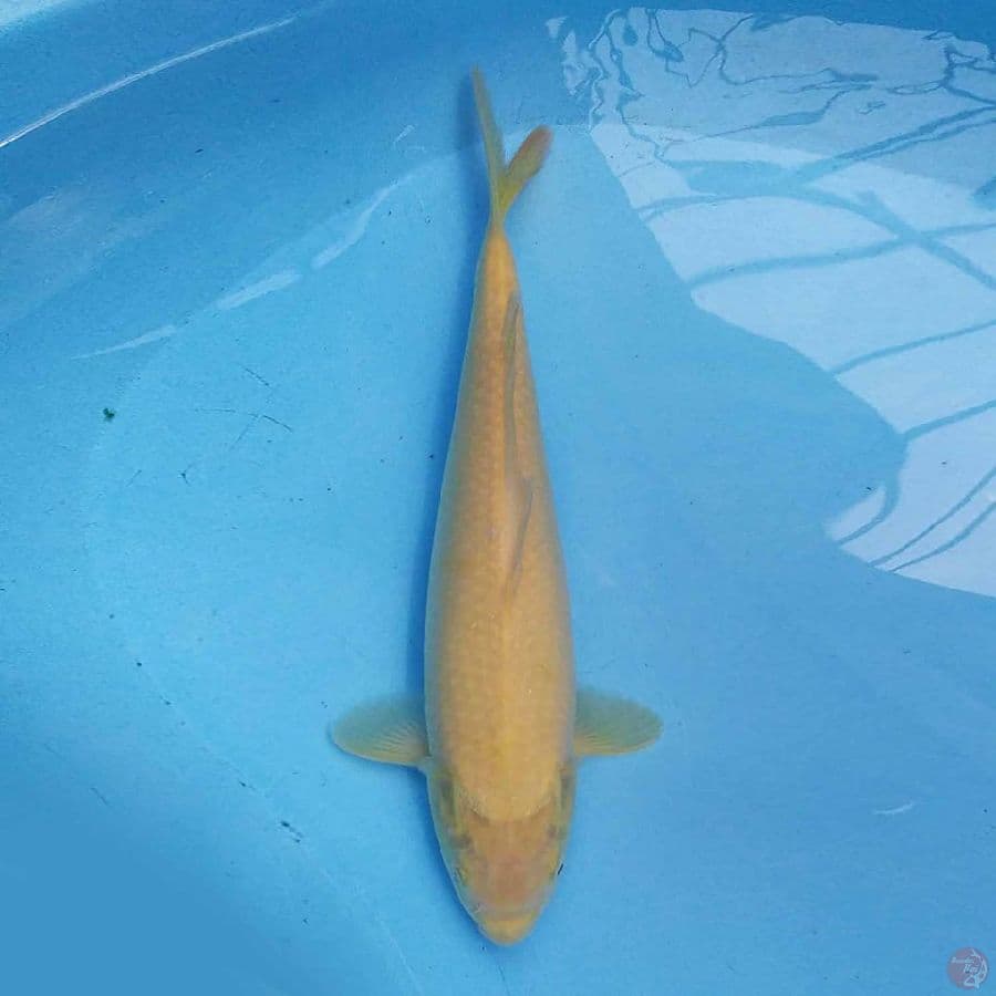 Karashi 35 cm