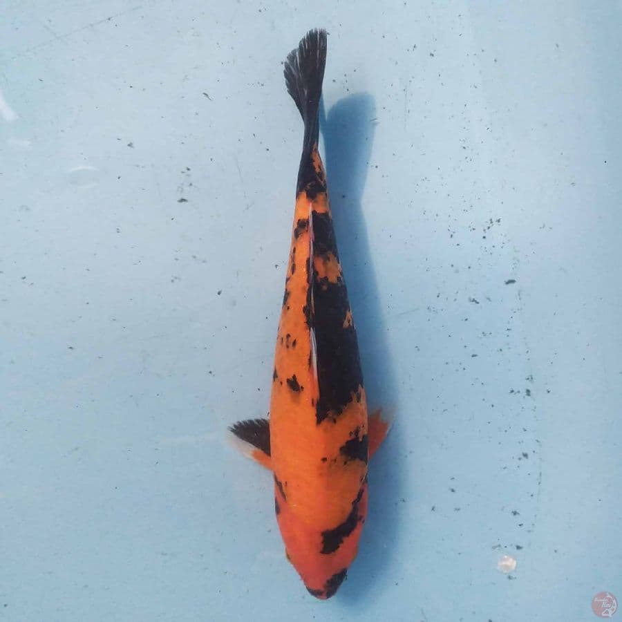 Hi Showa 24 cm