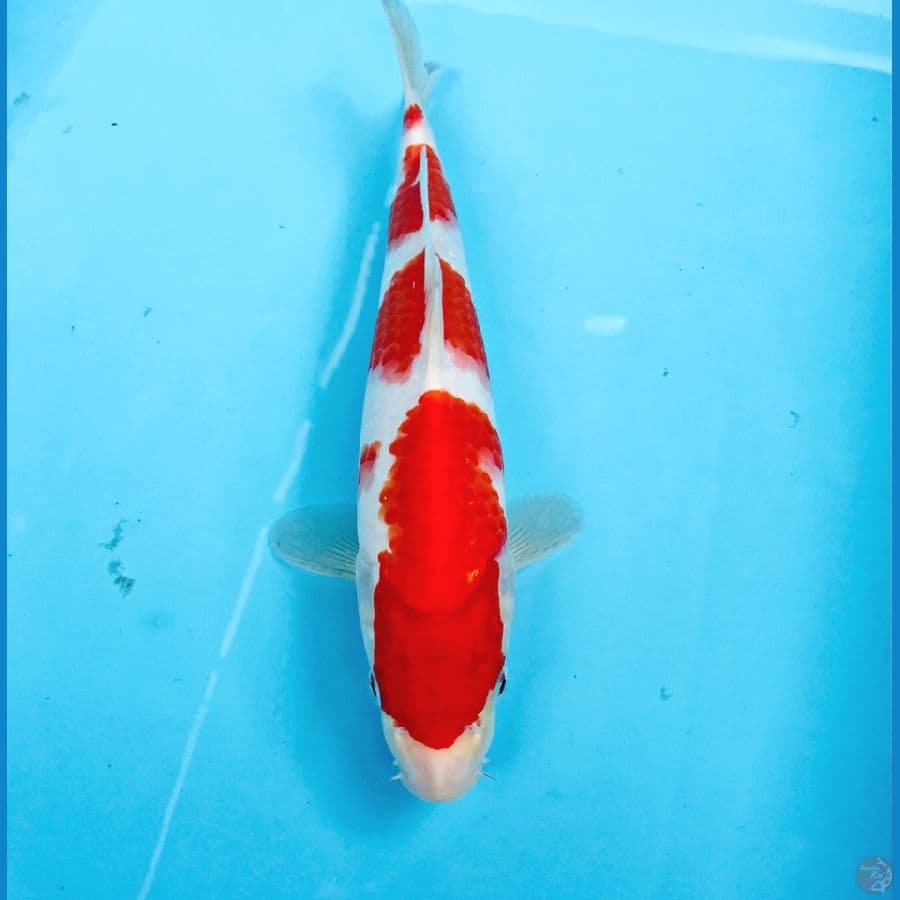 kohaku, 27 cm