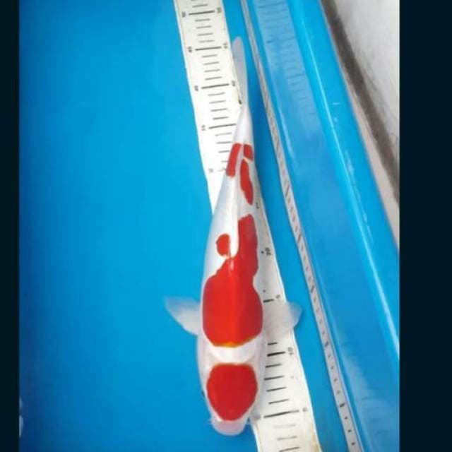 Kohaku doitsu 40bu
