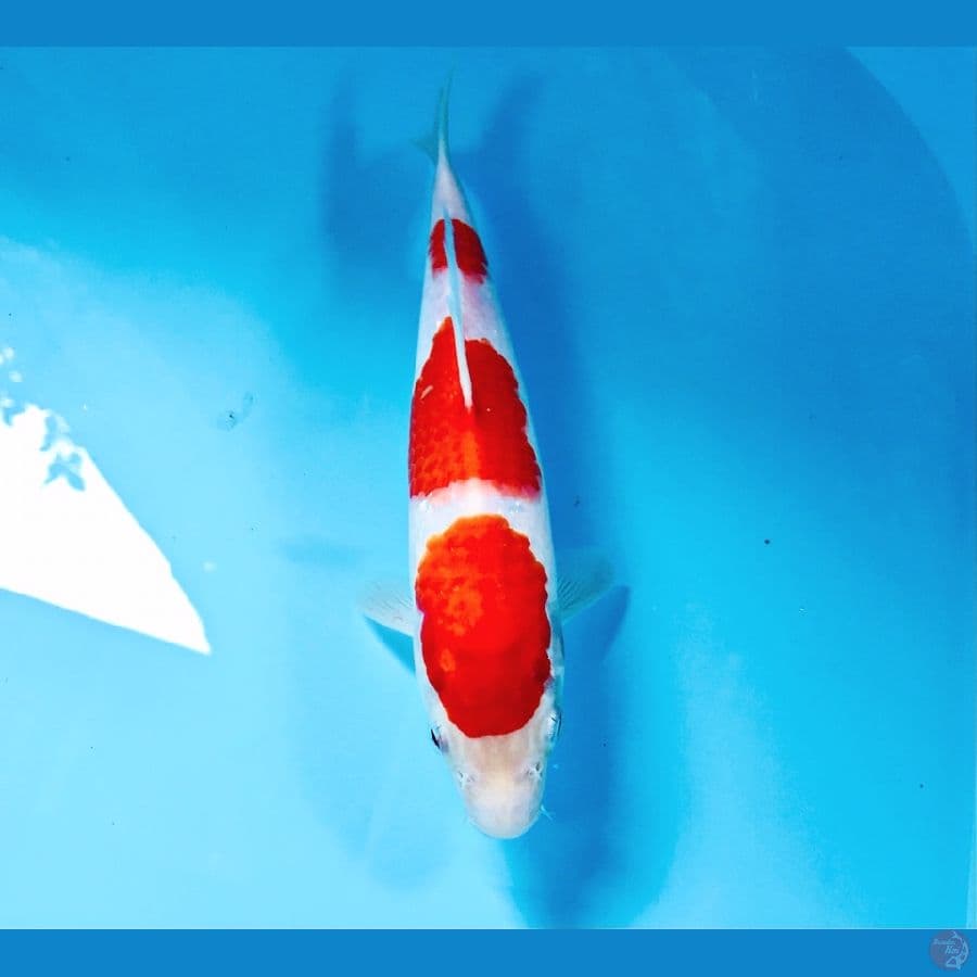 kohaku, 24 cm