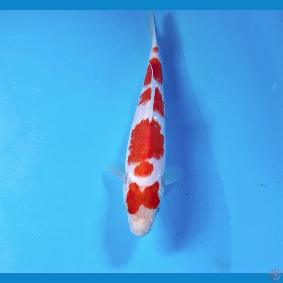 kohaku, 18 cm