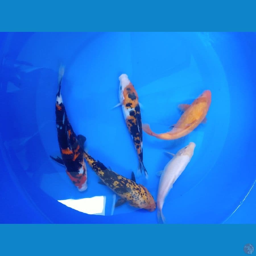 mix koi