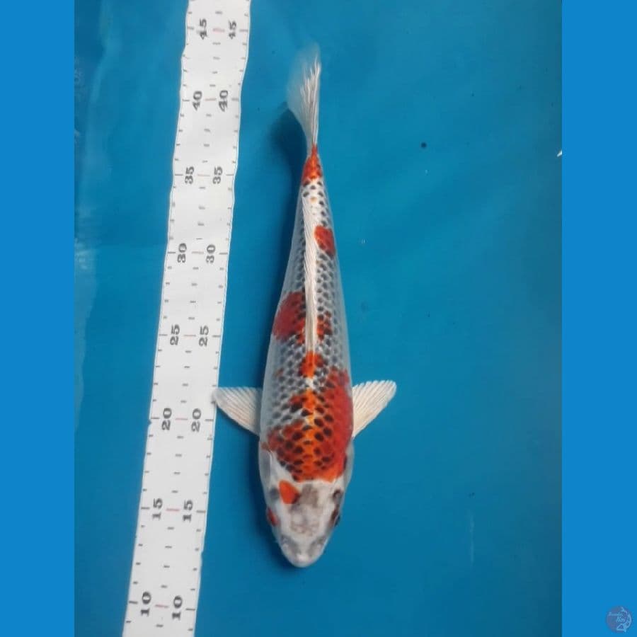 Kujaku 28 cm