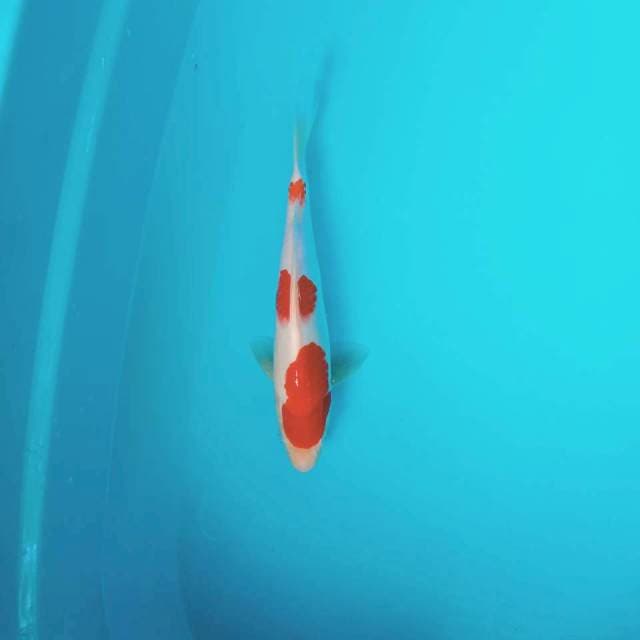 Sandan kohaku 31cm