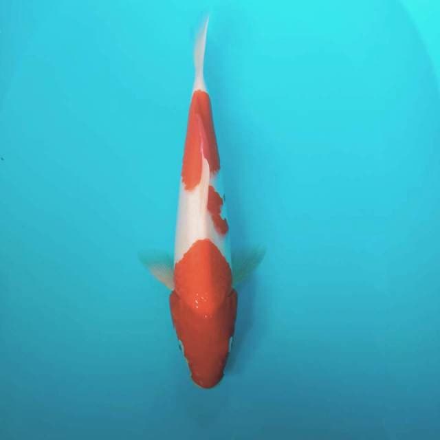 Kohaku 37cm