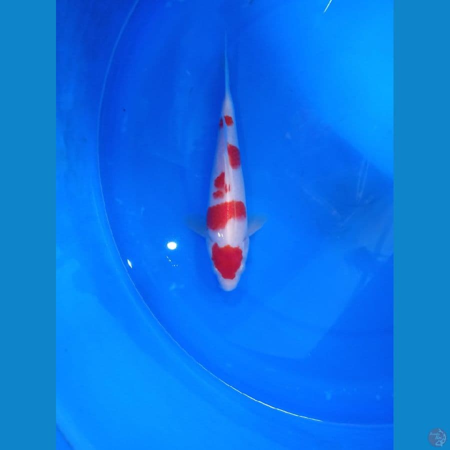 kohaku